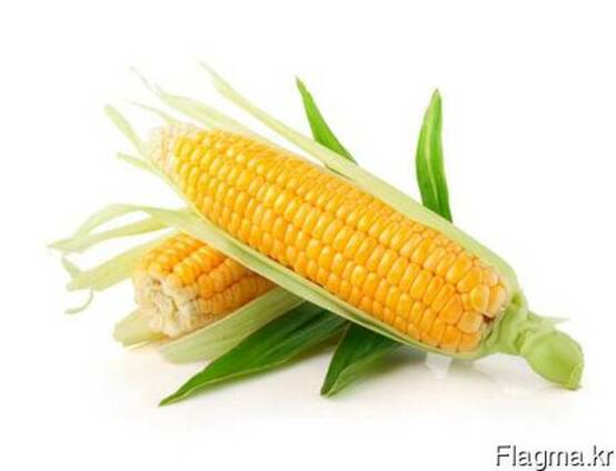 Greenfield Incorporation sells Yellow Corn /wholesale/
