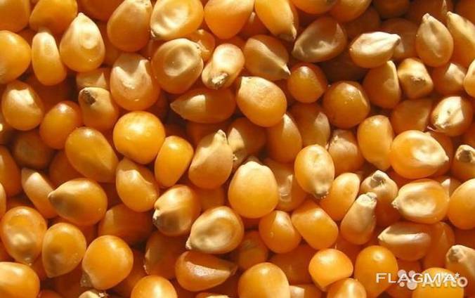 수확 2020. 사료 옥수수, 분쇄 옥수수. 도매 / 운송 배송