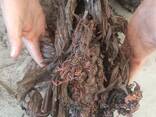 Arnebia Root - photo 1