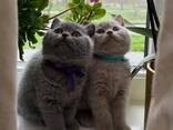 British shorthairs - photo 1