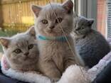 British shorthairs - photo 2