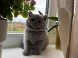 British shorthairs - photo 3