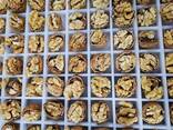 Cashew Nut Size W180 W240 W320 W450/ Certified WW320 Dried Cashew for Sale - фото 9