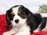 Cavalier king charles spaniel puppies for sale - фото 1