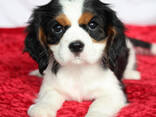 Cavalier king charles spaniel puppies for sale - фото 2