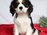 Cavalier king charles spaniel puppies for sale - фото 3
