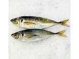 Frozen Horse Mackerel Fish Grade a BQF/IQF IWP Packaging Whole 10kg - photo 1