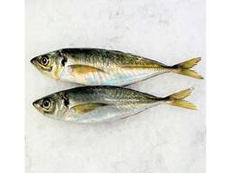 Cheap IQF Frozen Horse Mackerel Fish with 12 Month Shelf Life for Sale