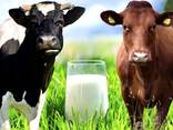 Drink milk powder 26% fat content - фото 13