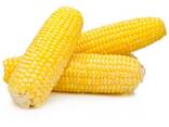 Grade 2 Yellow Corn Maize Fast Shipping for Human &amp; Animal Feed - photo 1