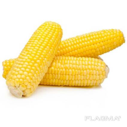 Grade 2 Yellow Corn Maize Fast Shipping for Human &amp; Animal Feed