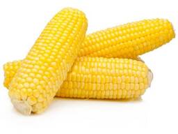 Grade 2 Yellow Corn Maize Fast Shipping for Human &amp; Animal Feed