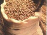 Greenfield Incorporation sells Soft Milling Wheat - фото 1