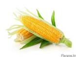 Greenfield Incorporation sells Yellow Corn /wholesale/ - photo 1