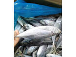 Frozen Horse Mackerel Fish Grade a BQF/IQF IWP Packaging Whole 10kg - photo 3
