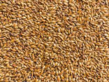 I will sell hard, glassy wheat on FOB - фото 1