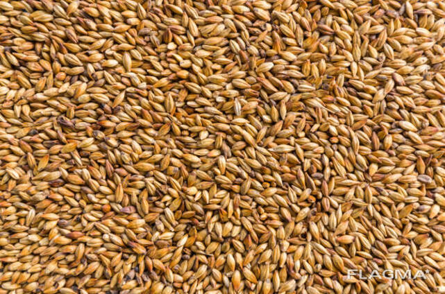 I will sell hard, glassy wheat on FOB