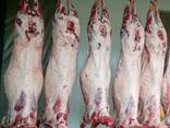 LAMB AND MUTTON - фото 1