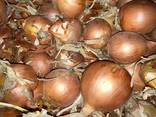 Onion - photo 3