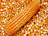 Premium Quality Natural Dried Yellow Corn Grains 98% Purity Non-Glutinous Animal Feed - фото 1
