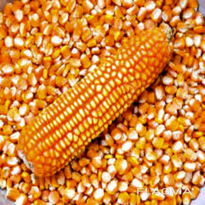 Premium Quality Natural Dried Yellow Corn Grains 98% Purity Non-Glutinous Animal Feed