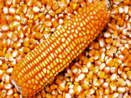 Premium Quality Natural Dried Yellow Corn Grains 98% Purity Non-Glutinous Animal Feed