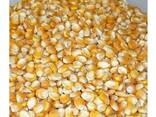 Premium Quality Natural Dried Yellow Corn Grains 98% Purity Non-Glutinous Animal Feed - фото 3