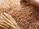 Пшеница, гречка, подсолнечное масло Казахстан - photo 1