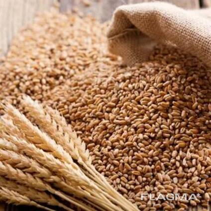 Пшеница, гречка, подсолнечное масло Казахстан