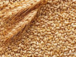 Пшеница продовольственная и фуражная, кукуруза из Польши, Украины и Казахстана