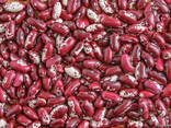 Quality 3D beans from Kyrgyzstan Фасоль - фото 1
