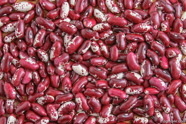 Quality 3D beans from Kyrgyzstan Фасоль