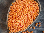 Red lentils - фото 1