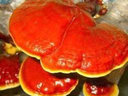Reishi 버섯, Lingzhi, Ganoderma lucidum