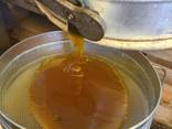 Sell natural honey - фото 2