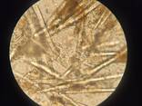 Spongilla powder – FreshSponge Export - photo 4