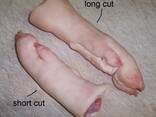 Approved Exporters of Frozen Porks , Frozen Porks Tail, Ears, Legs, Hind/ Frozen Pork - photo 1