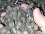 Топливные пеллеты из лузги подсолнечника - фото 2