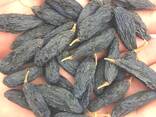 Виноград сушеный черный сорт (Сояки Гигант) без обработки экологический чистый. - фото 1