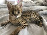 Well tamed Exotics cats. (Ocelots, Caracals and F1 - F3 savannah and Serval) - photo 2