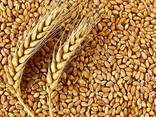 Wheat - фото 1