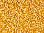 Grade 2 Yellow Corn Maize Fast Shipping for Human &amp; Animal Feed - photo 3